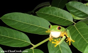 red-eyed-tree-frog-chaa-creek-belize Red-eyed tree frog at Chaa Creek, Belize