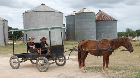 Belize Horse Buggy Belize Horse Buggy