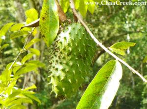 Belize Photo: The Soursop The Soursop: Possible Ailment Against Cancer?