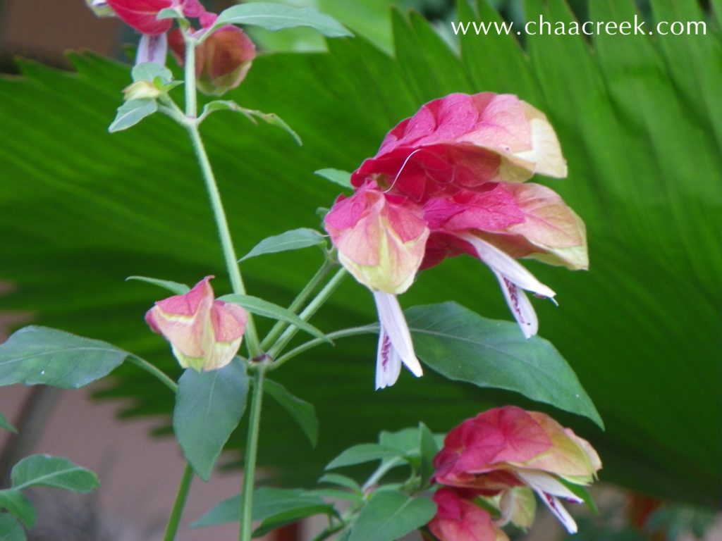 the shrimp plant of belize