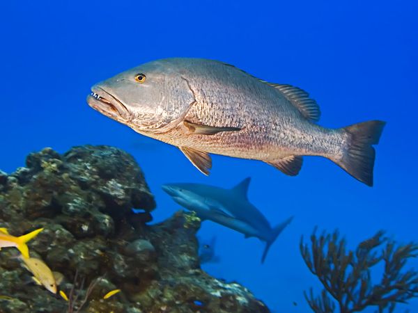cubera-snapper