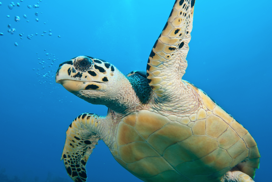 belize vacation - 25 things to do in belize