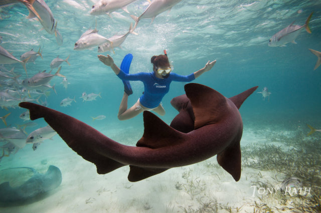 Snorkeling-or-Diving-the-Southern-Barrier-Reef