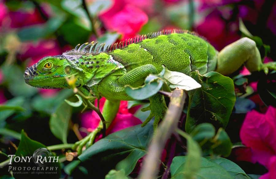 belize_animals_safari_green_iguanas_chaa_creek