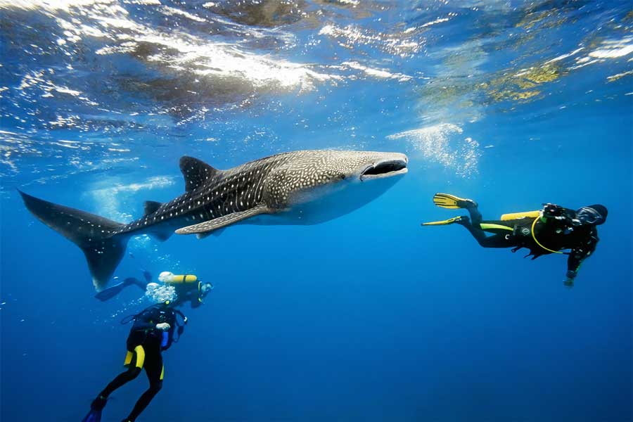 Best Time To Visit Belize 2018 Update Belize S Low Season Best Time To Visit Whale Shark Scuba Dive Travel Guide 2016 Optimized