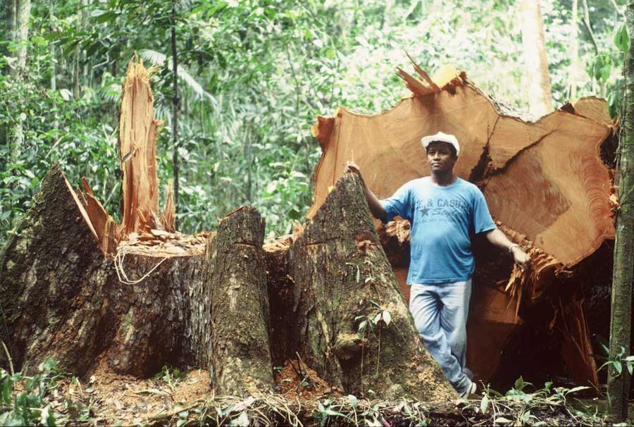 belize-national-tree-mahogany-travel-guide