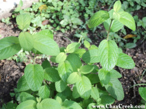 Belize Photo: Oregano
