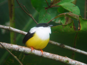 Belize Photo: White Collared Manakin
