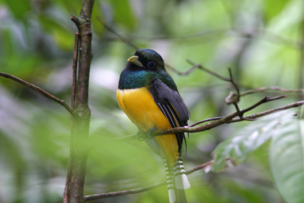 Springtime Birds and Bargains at Chaa Creek