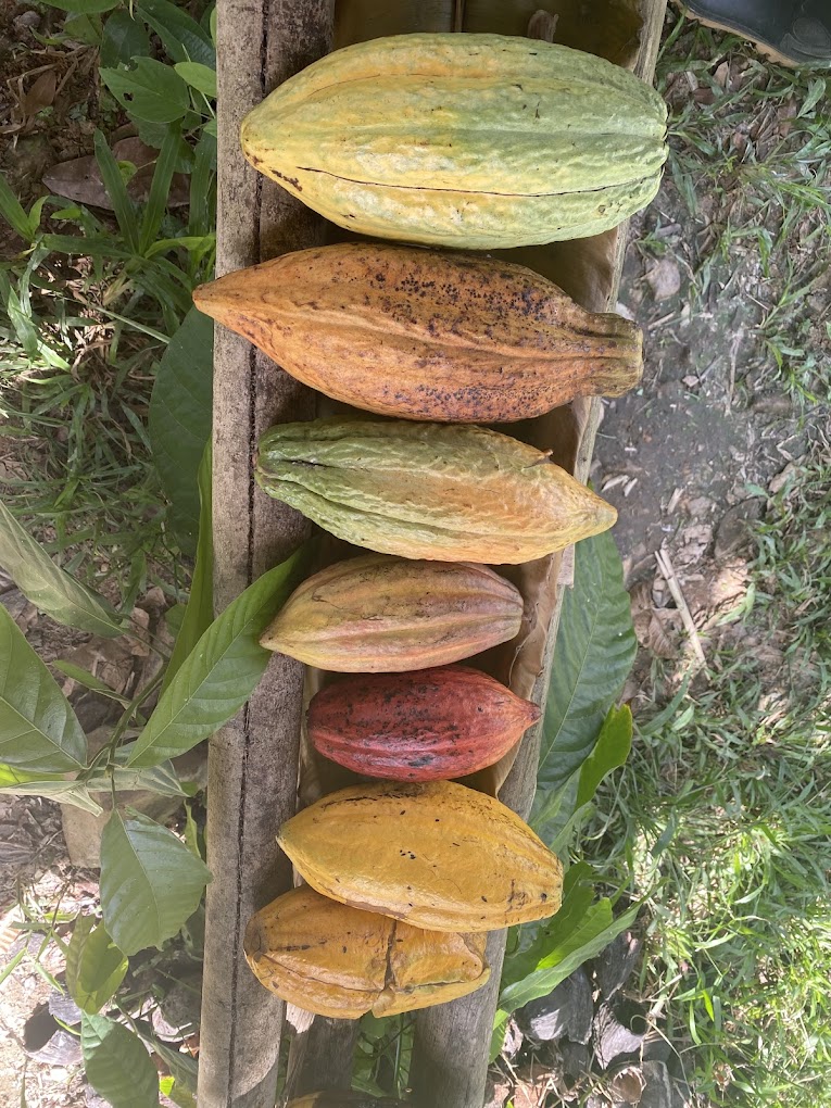 Belize Chocolate Cocoa