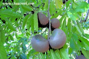 horseballs