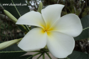 Plumeria
