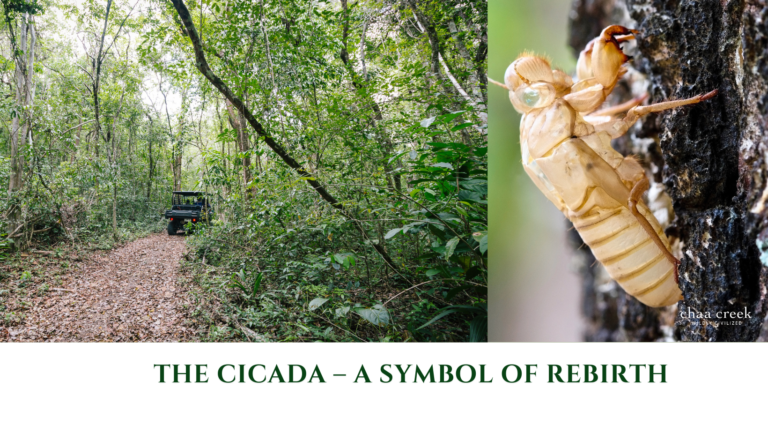 Cicada