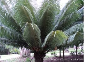 cycad