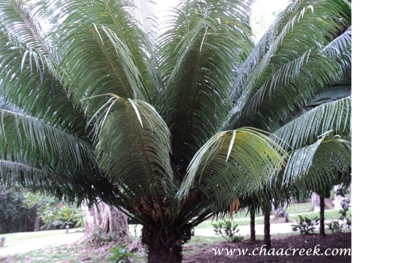 cycad