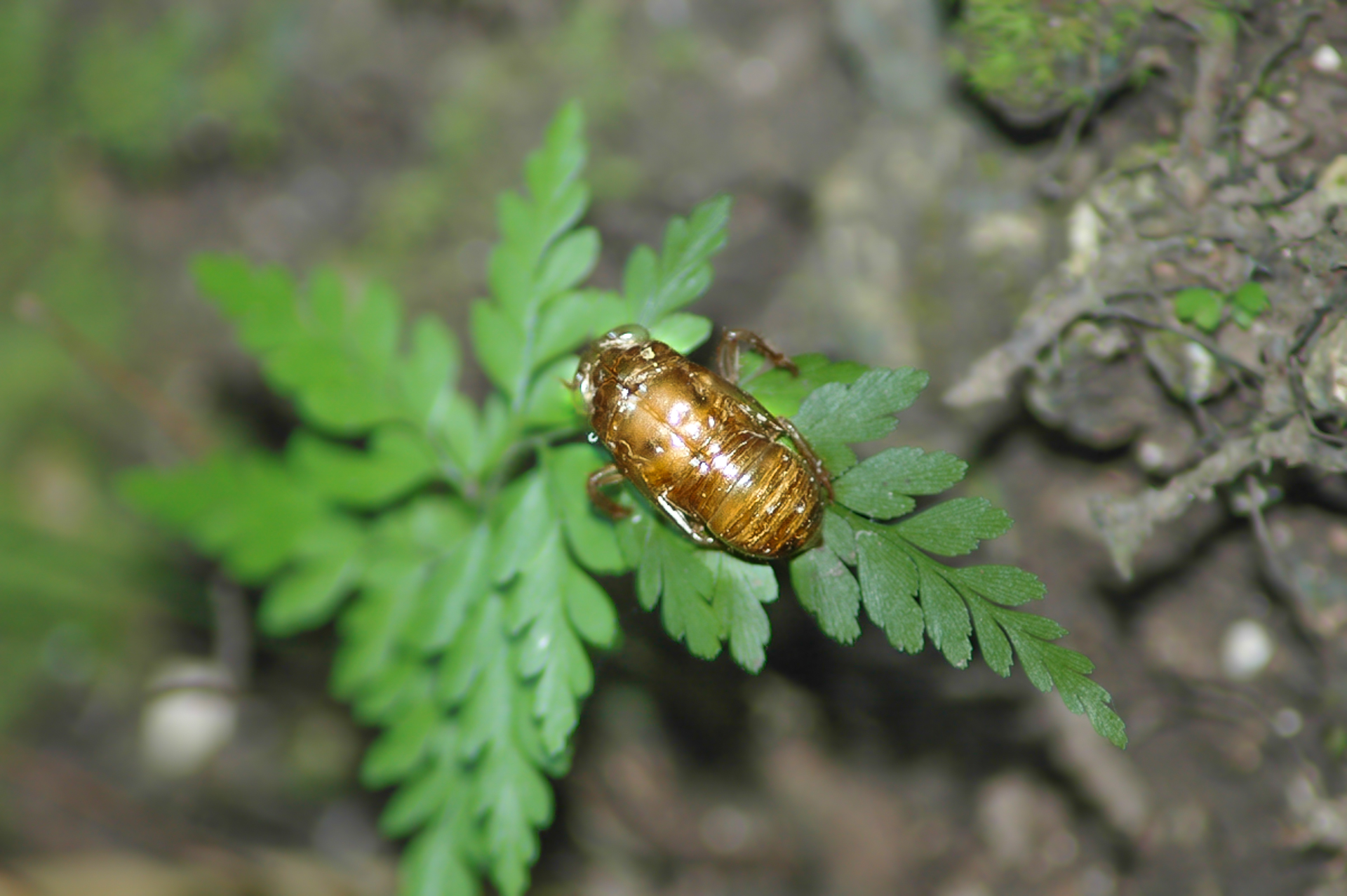 Cicada Belize 