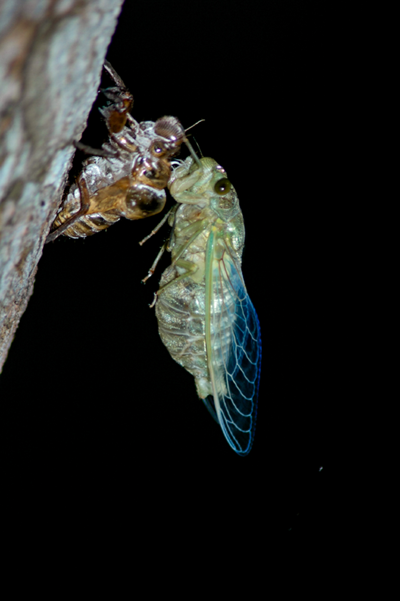insects Belize 