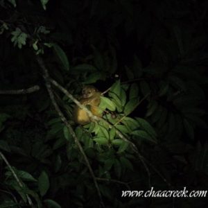 kinkajou