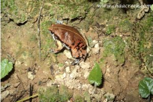 sheep frog