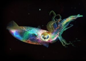 squids in belize