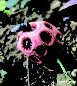Red Cage