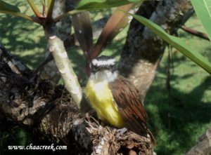 great kiskadee