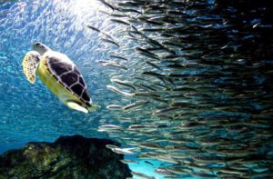Belize Environment