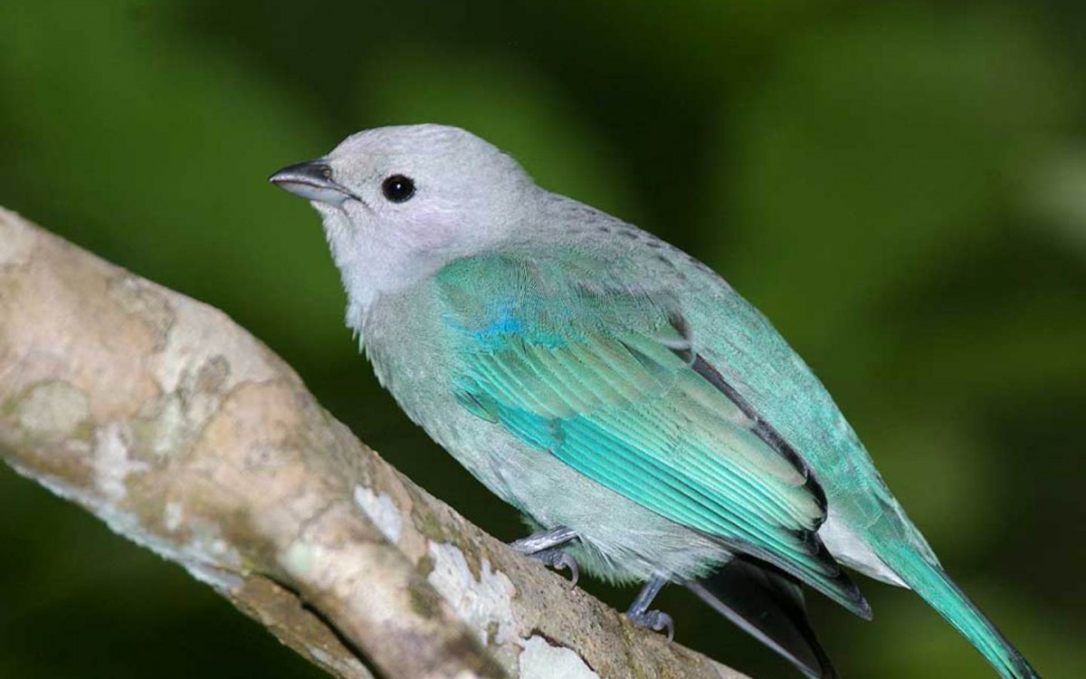 mottonblue-bird-wallpaper4