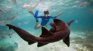 tony-wrath-kate-walsh-oceana-shark