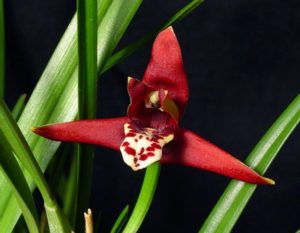 Maxillaria Tenuifolia - The Coconut Orchid!