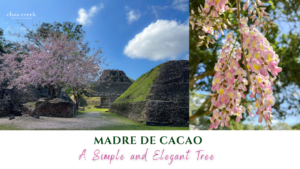 Madre De Cacao Belize Chaa Creek