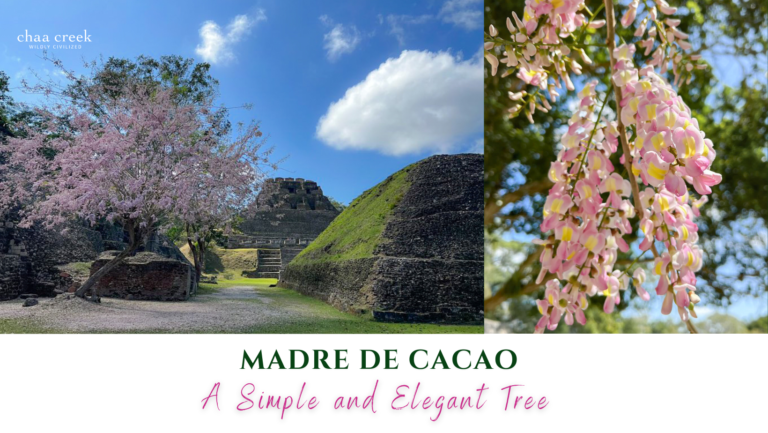 Madre De Cacao Belize Chaa Creek