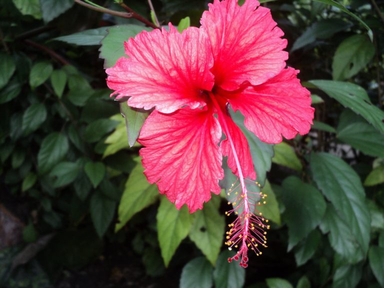 hibiscus