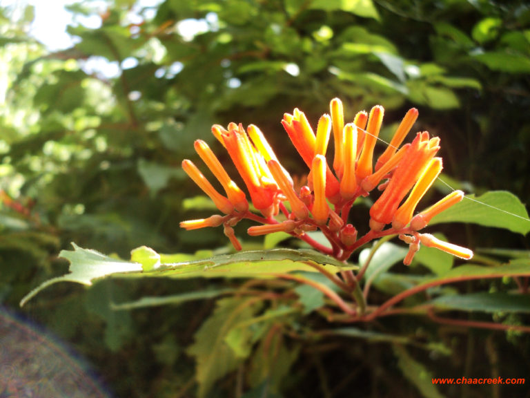 plantsofbelize