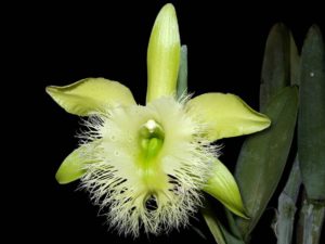rhyncholaelia_digbyana