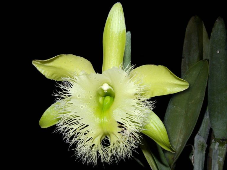 rhyncholaelia_digbyana