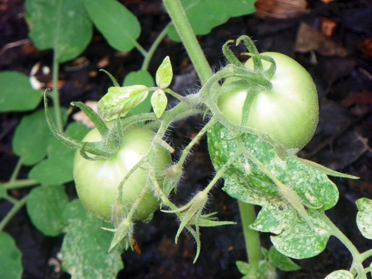 Fruits of Belize