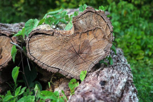 Happy Valentines Day from Belize!