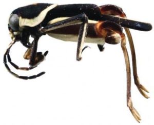 Tiny-insect-discovered-in-wilds-of-Belize