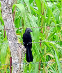 Birds of Belize