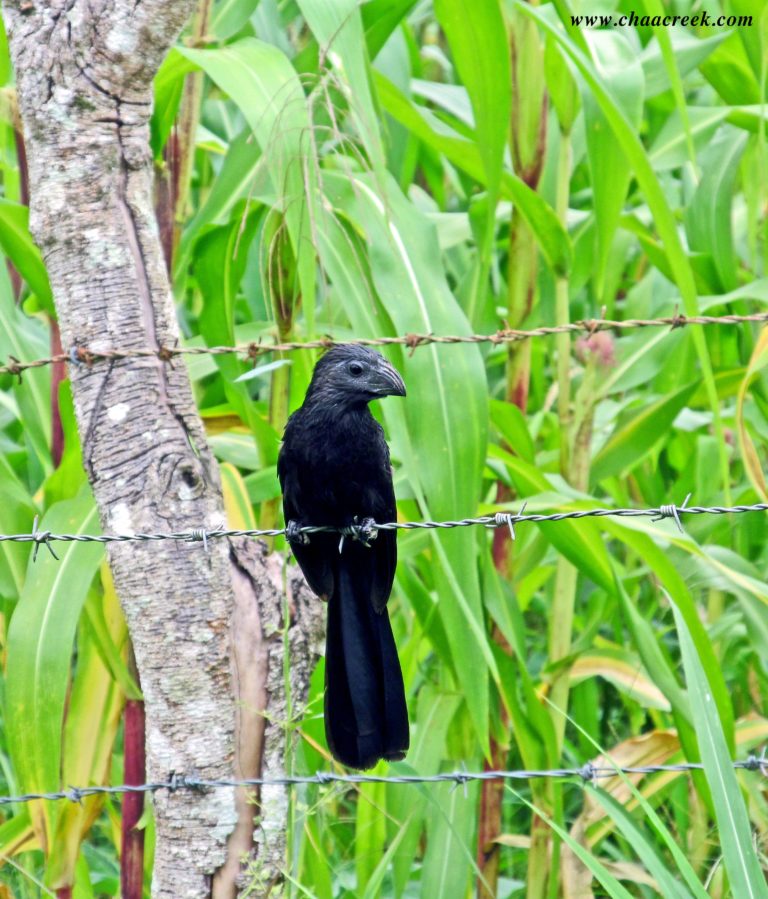 Birds of Belize