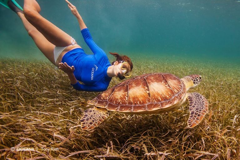 kate-walsh-belize-turtle-oceana