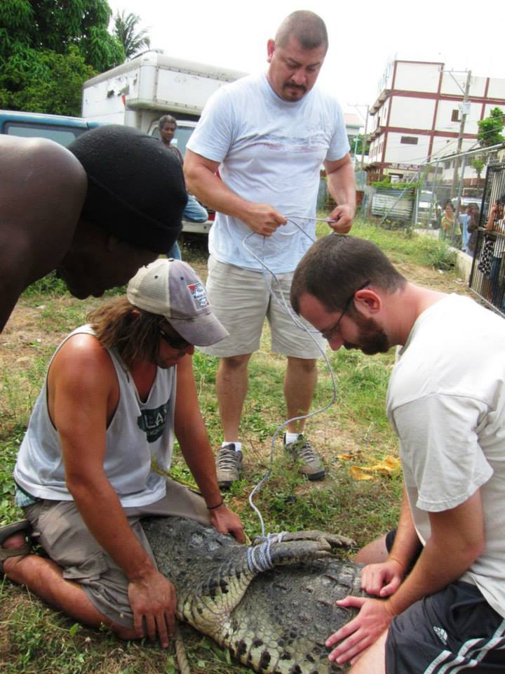 Belize Crocodile