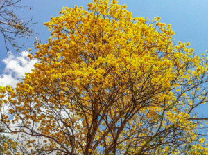 prettiest flowers in belize