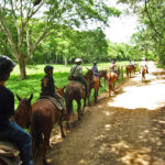 Eco Camp horse Caravan, just trotting along