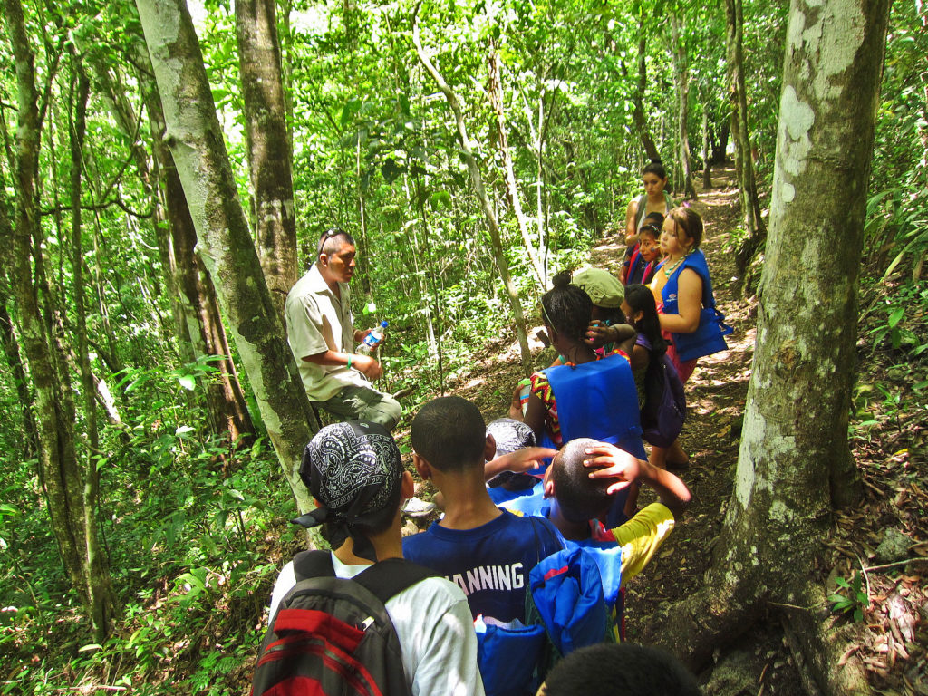 Explaining why the white poisonwood is dangerous