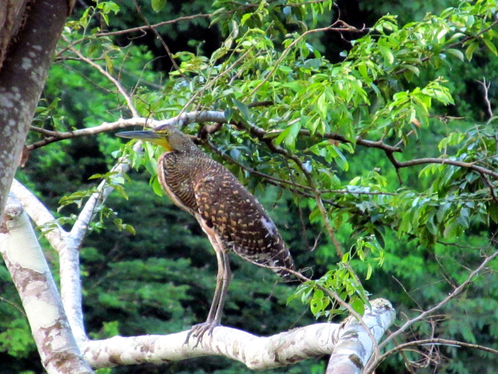 Bare throated tiger-Heron