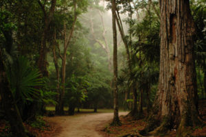 Trail