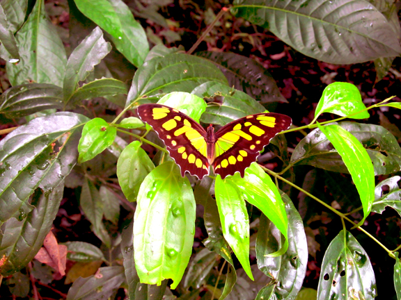 the malachit butterfly