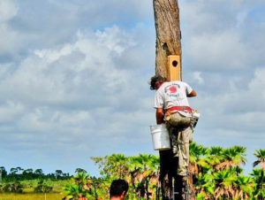 Belize-Birds-Birding-Conservation-Ecotourism